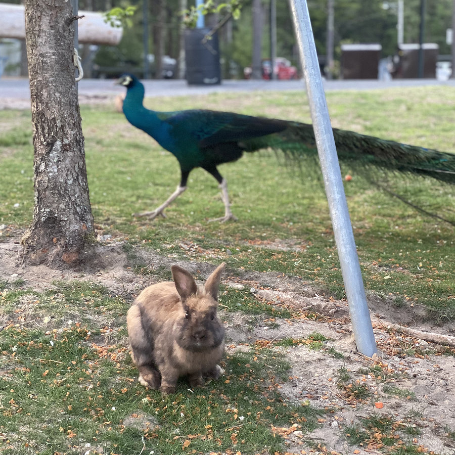 a bunny and a peacock